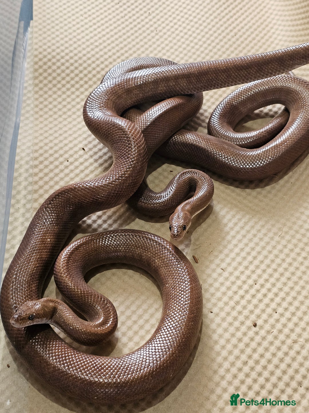 Boa Snake reptiles for sale: Columbian rainbow boa and king snakes - Image 1
