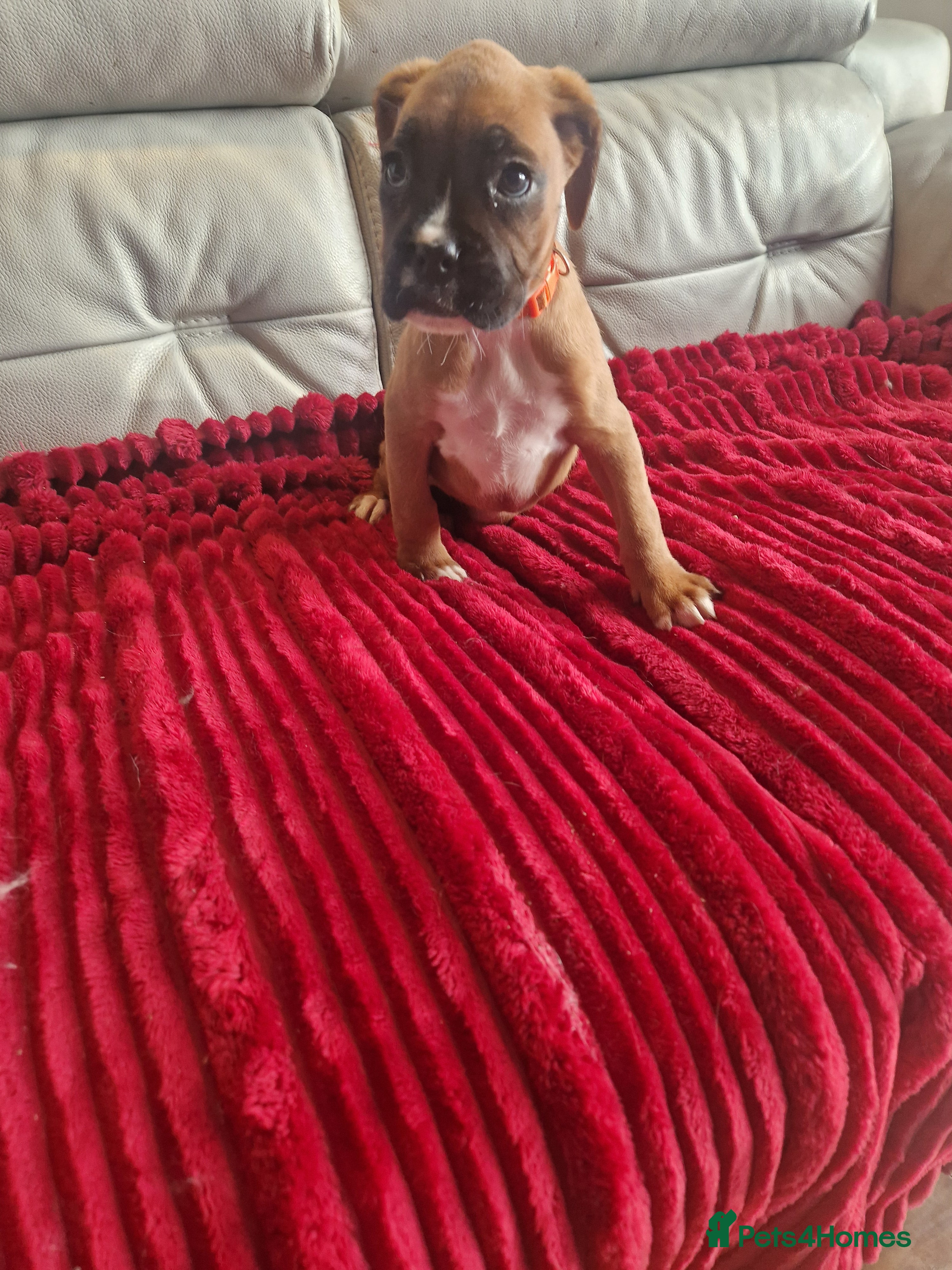 Boxer dogs KC reg Boxer Puppies (Ready 2nd March) - Advert 1
