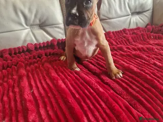 Boxer dogs KC reg Boxer Puppies (Ready 2nd March) - Advert 1