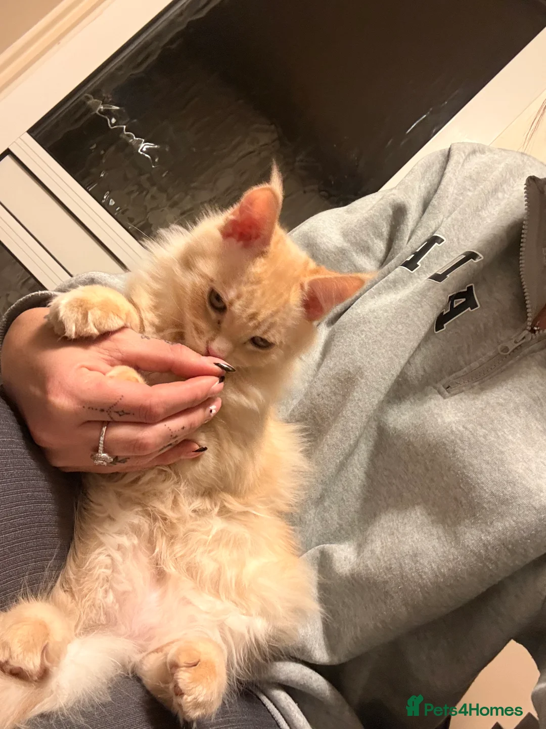 Maine Coon cats for sale: Mainecoon x ragdoll kitten-Reluctant sale - Advert 5