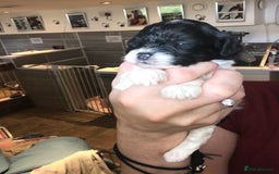 Cavapoo dogs for sale: Toy cavapoo WAITING LIST now open - Image 15