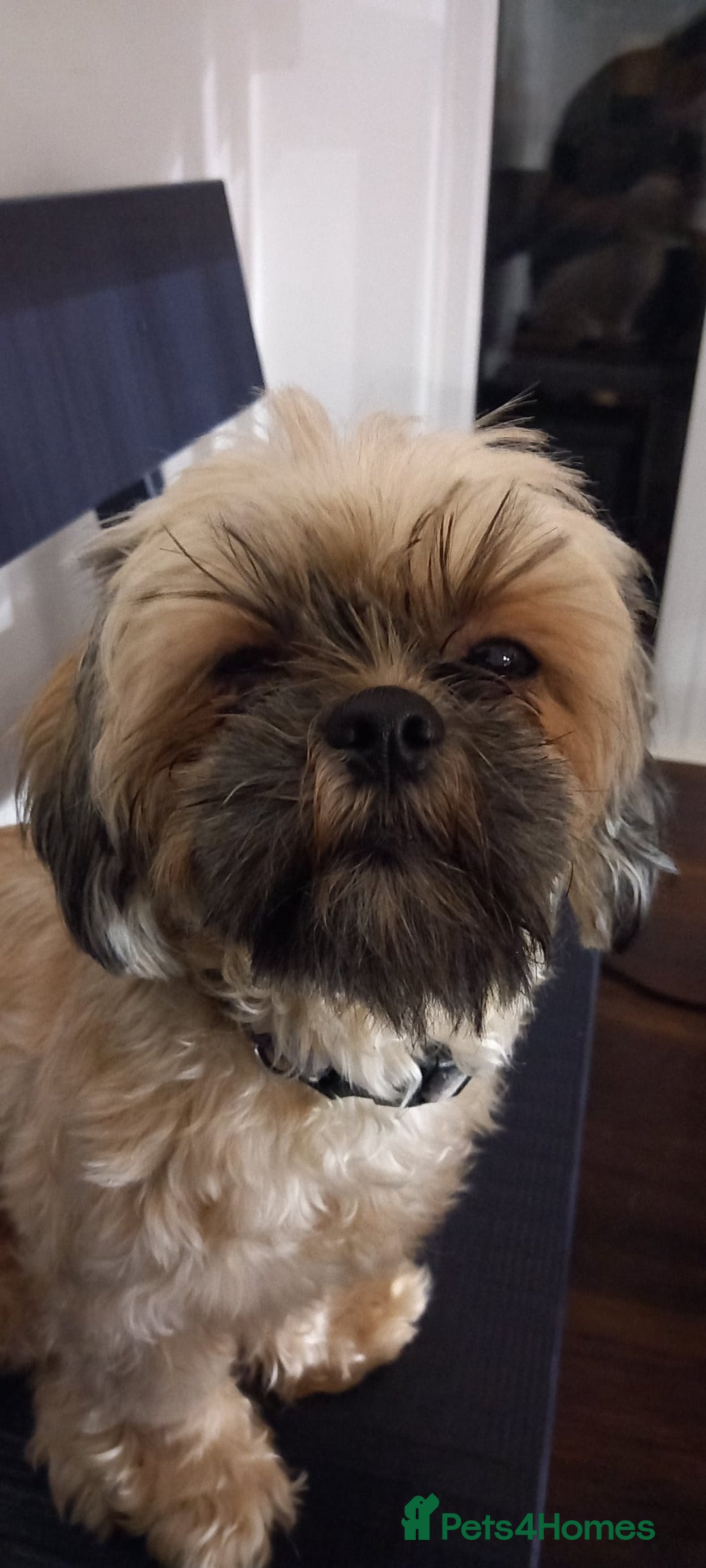 Zuchon dogs for sale: Loving, Permanent Home Wanted for Melody & Eclipse - Advert 5