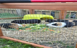 Guinea Pig rodents for sale: GIRLS AND BOYS (SINGLES AND BONDED  - Image 3