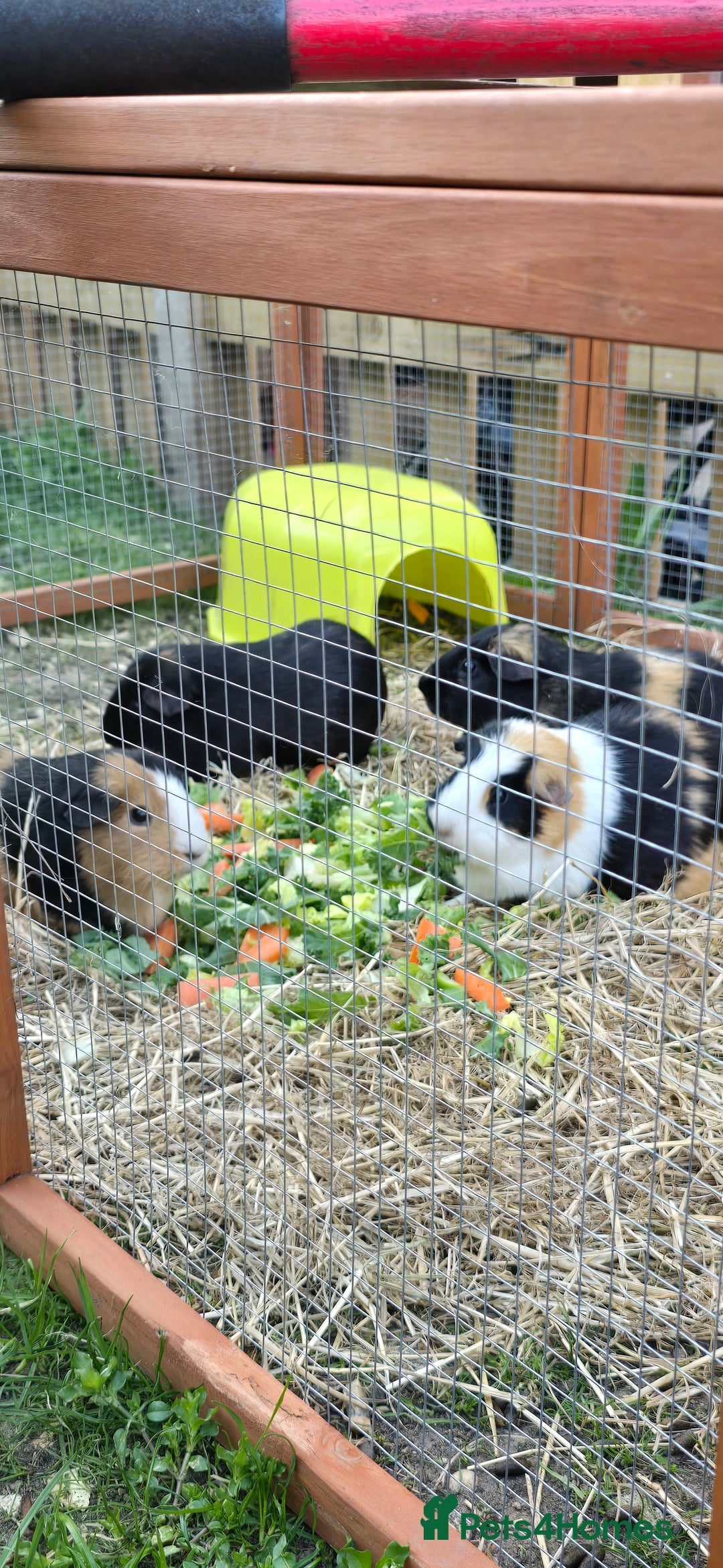 Guinea Pig rodents for sale: GIRLS AND BOYS (SINGLES AND BONDED  - Image 3