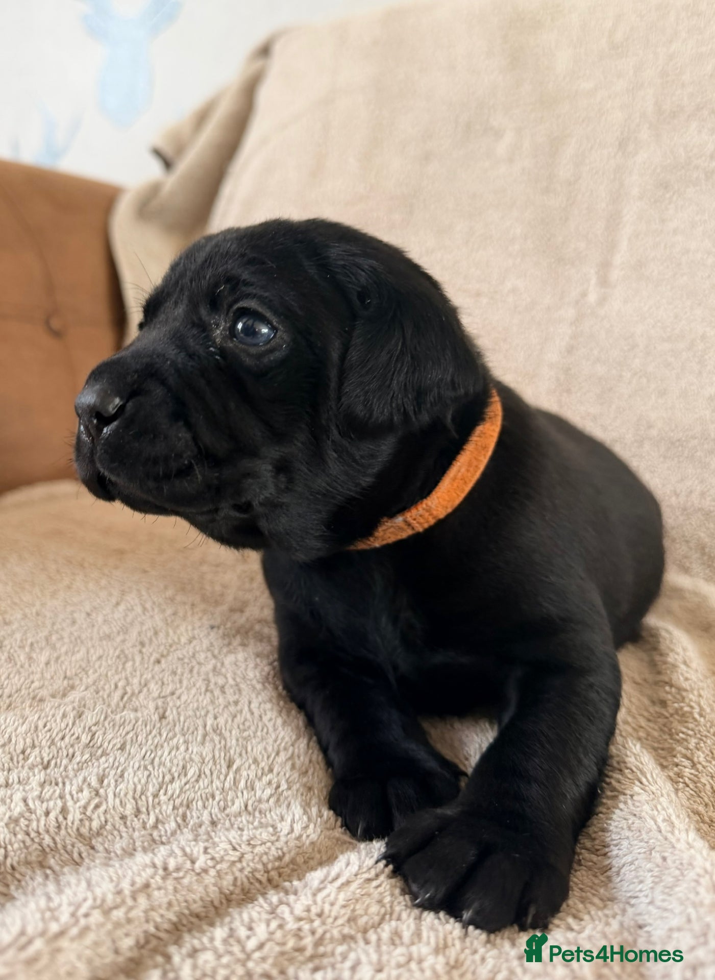 Labrador Retriever dogs for sale: stunning working line labrador retriever puppies - Advert 8