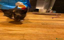 Mixed Breed cats for sale: 5 kittens for sale - 3 boys and 3 girls  - Image 12