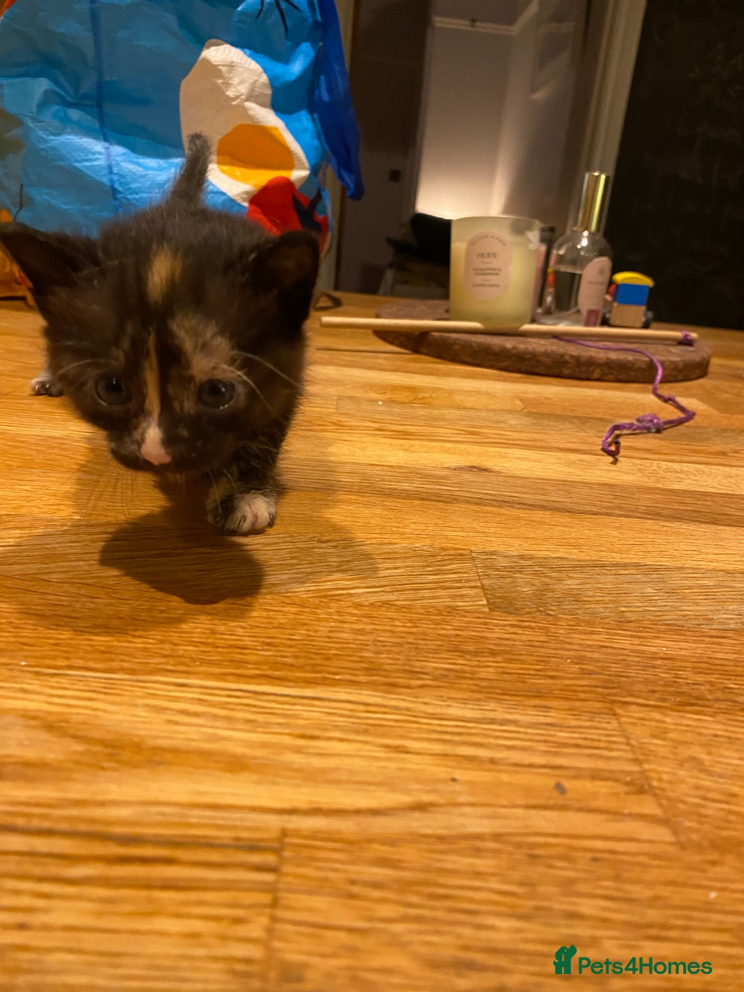 Mixed Breed cats for sale: 5 kittens for sale - 3 boys and 3 girls  - Image 12