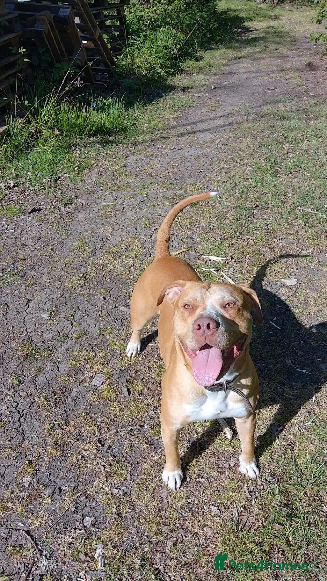 American Bulldog dogs  Chico (2.5-Year-Old American Bulldog) - Advert 1