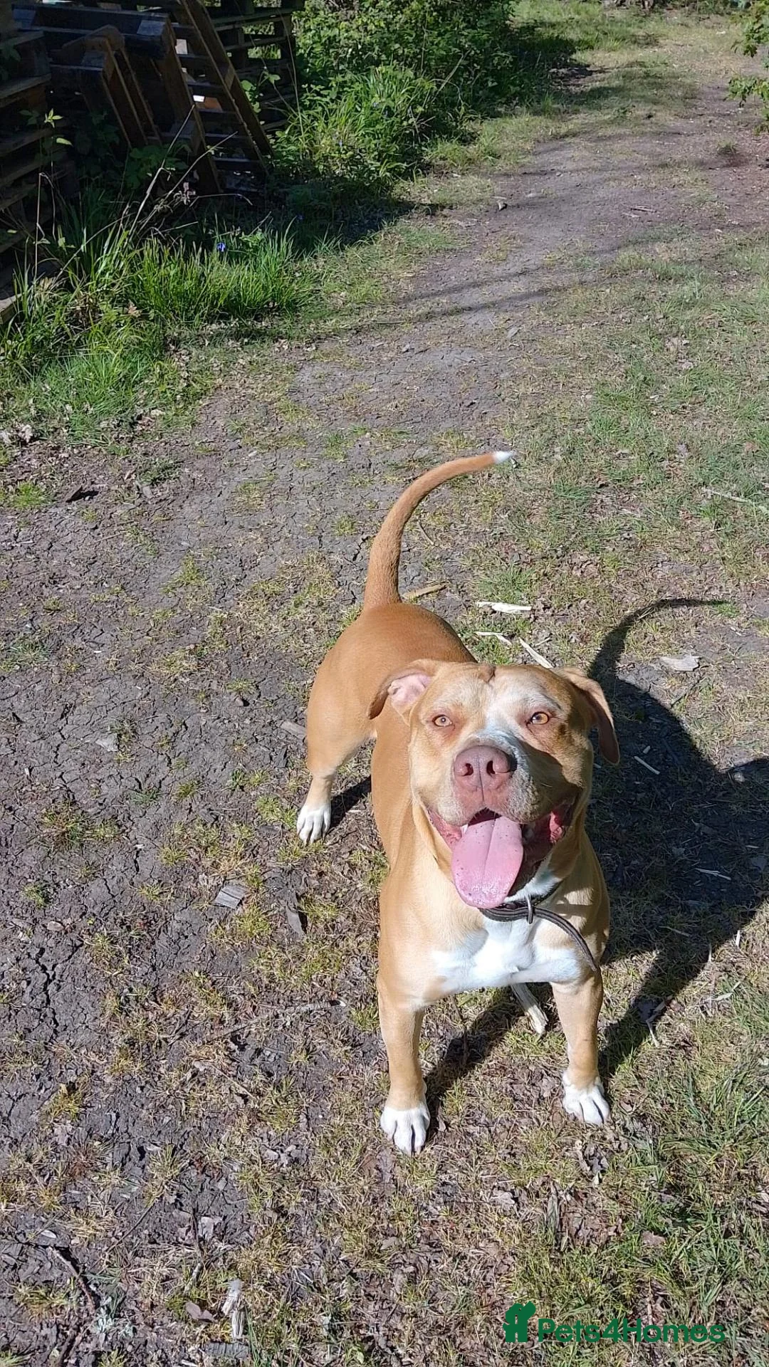 American Bulldog dogs for sale:  Chico (2.5-Year-Old American Bulldog) in Chatham - Advert 1