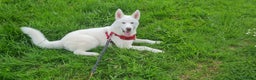 Siberian Husky dogs for stud: White Siberian Husky in Birmingham - Advert 7