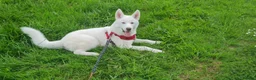 Siberian Husky dogs for stud: White Siberian Husky in Birmingham - Advert 8