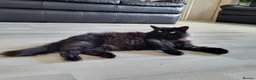 Mixed Breed cats for sale: Gorgeous fluffy black Queen! - Advert 3