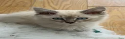Siberian cats for sale: gorgeous male stud cat for sale - Advert 5