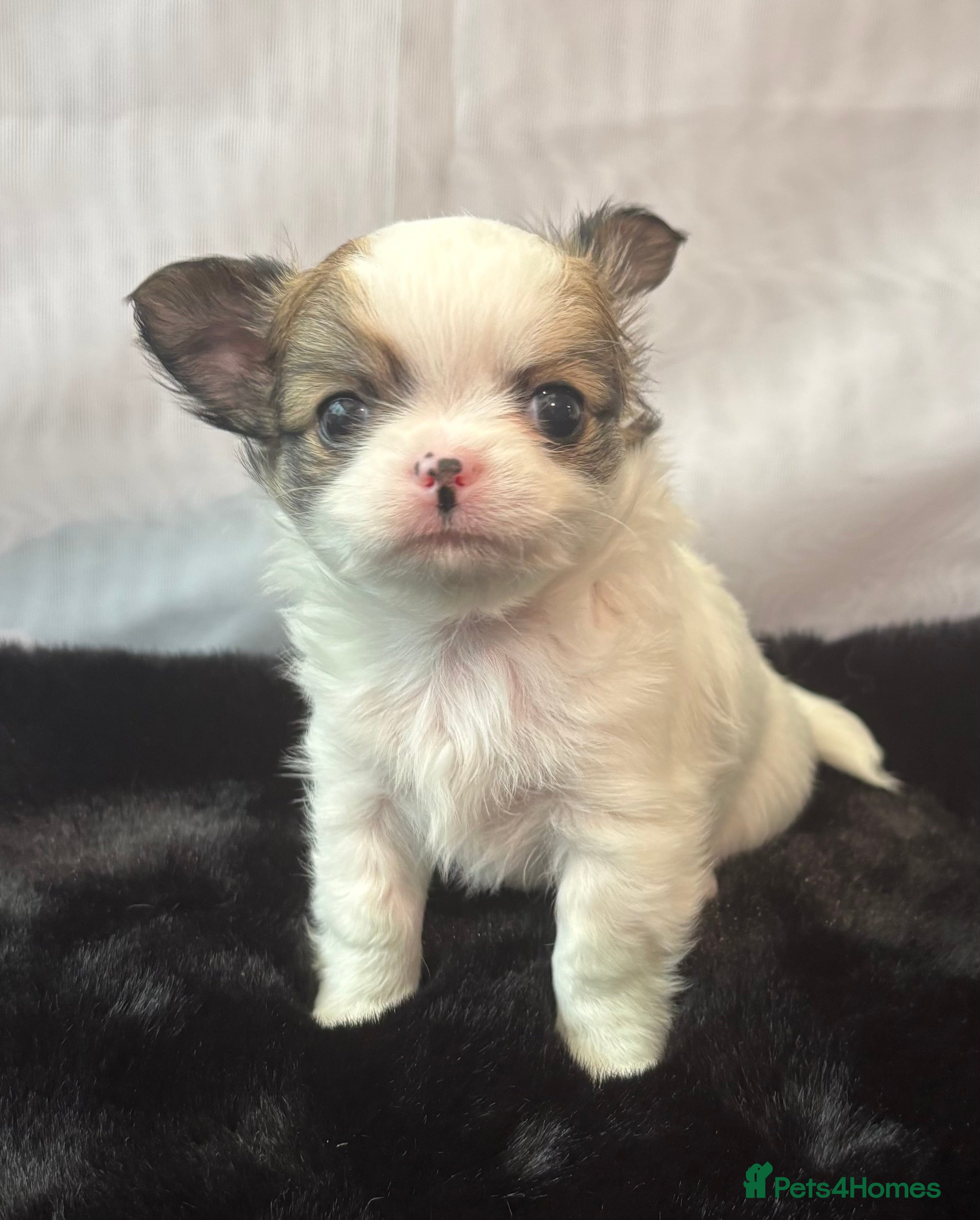 Chihuahua dogs KC registered gorgeous boys - Advert 2