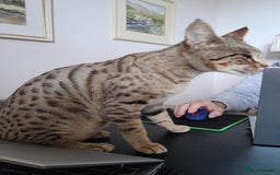 Savannah cats for sale: Beautiful F3 Pedigree Savannah Lady TICA Reg - Image 6