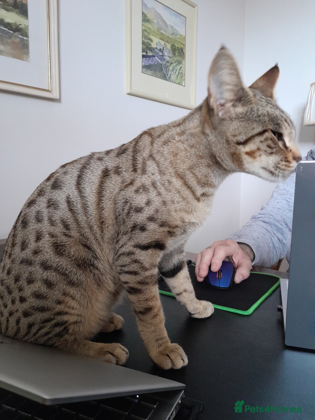 Savannah cats for sale: Beautiful F3 Pedigree Savannah Lady TICA Reg - Image 6