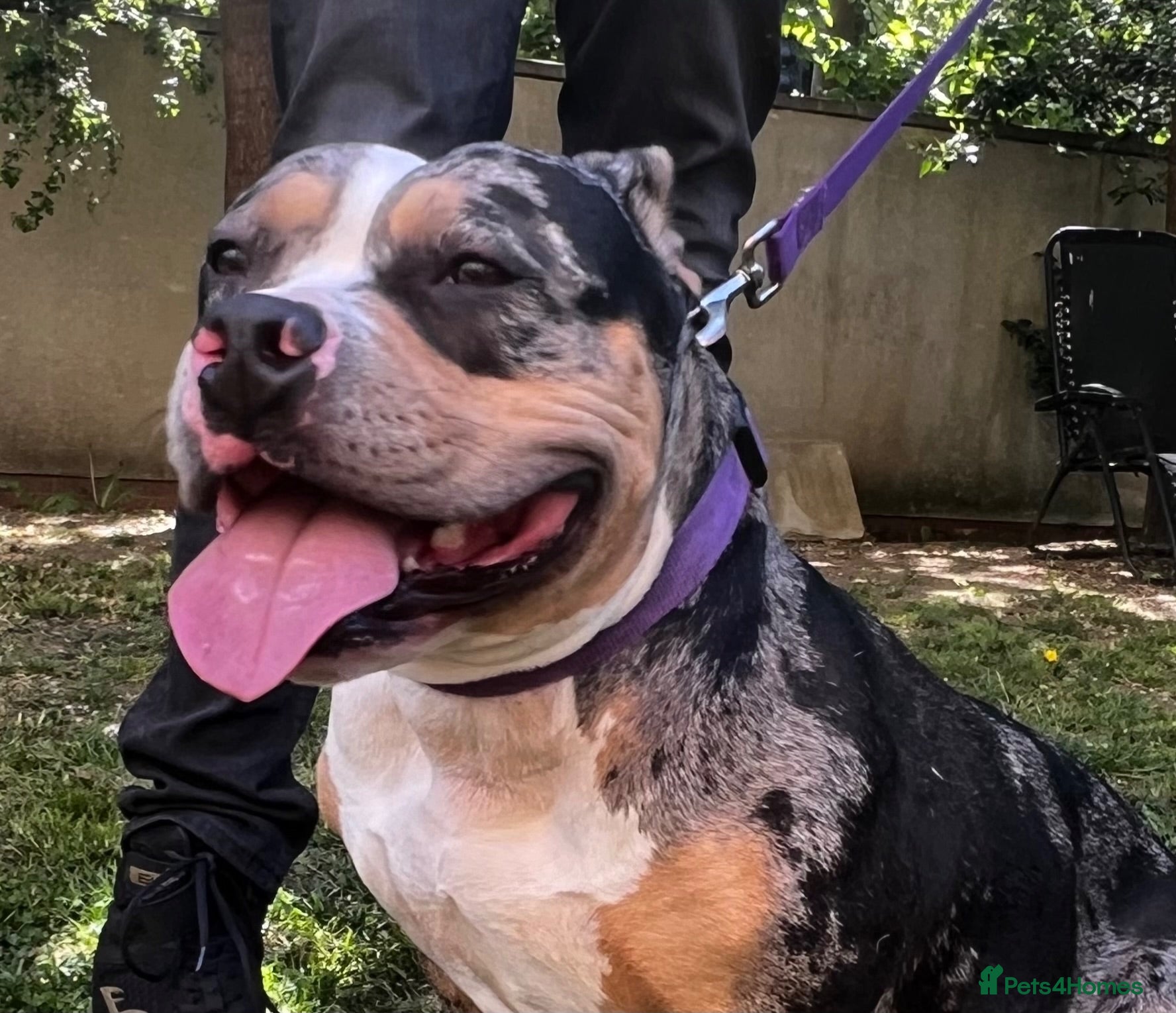 American Bully dogs Beautiful litter of Pocket Bullies  - Advert 1