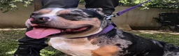 American Bully dogs for sale: Beautiful Pocket Bullies ABKC Registered  - Advert 1
