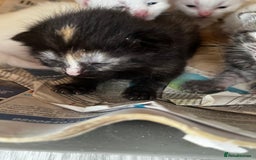Mixed Breed cats for sale: 5 beautifull short hair. Kitten  - Image 3