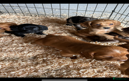 Cocker Spaniel dogs for sale: Cocker spaniel puppies  - Image 6