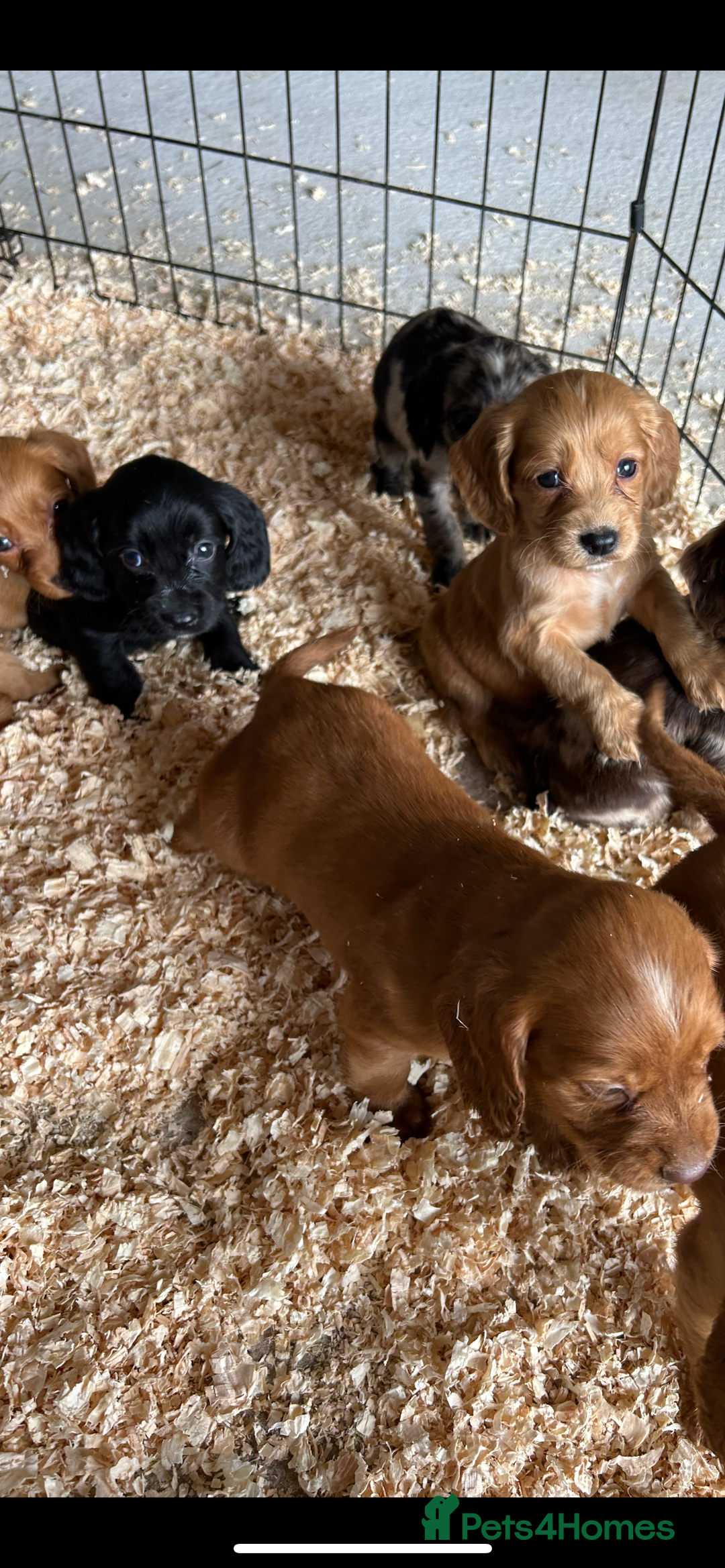 Cocker Spaniel dogs for sale: Cocker spaniel puppies  - Image 6