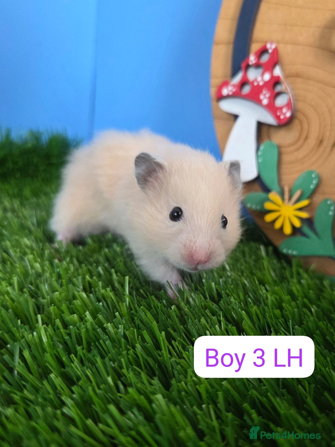 Hamster rodents for sale: Baby Syrian Hamsters Males Boys Females Girls - Image 4