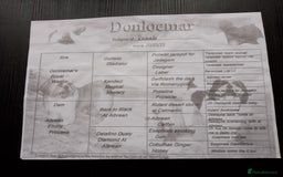 Lhasa Apso dogs for sale: Lhasa Apso 4 year old Bitch - Image 13