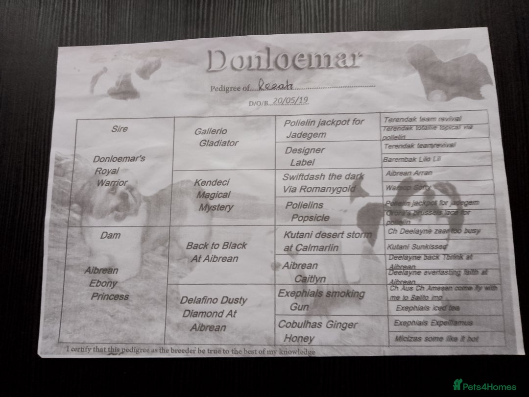 Lhasa Apso dogs for sale: Lhasa Apso 4 year old Bitch - Image 13