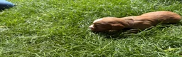 Cocker Spaniel dogs for sale: Fox red working cocker spaniel pups  - Advert 3