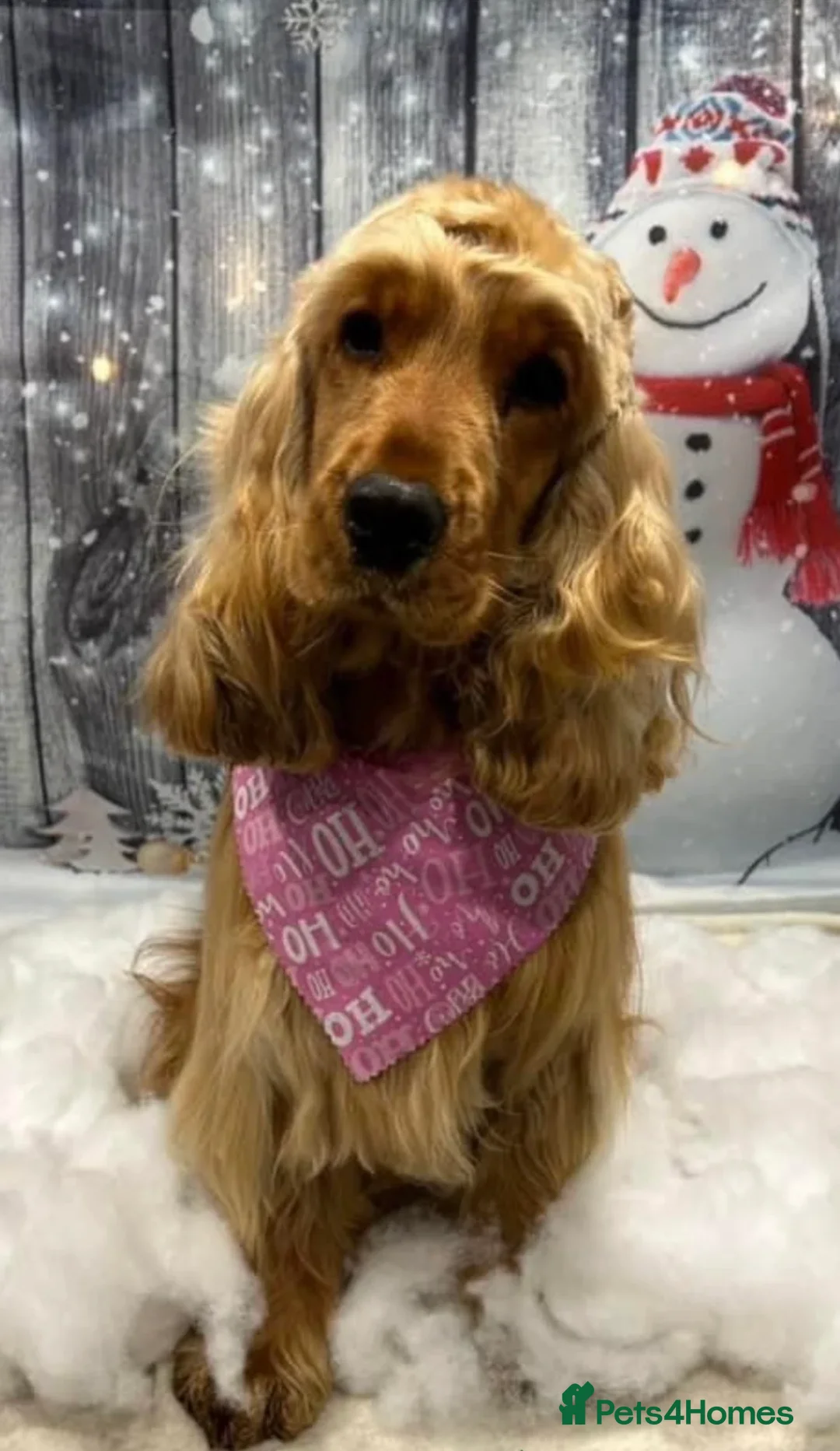 Cocker Spaniel dogs for sale: Golden Show Cocker spaniel boy  - Advert 1