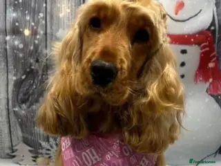 Cocker Spaniel dogs Golden Show Cocker spaniel boy - Advert 15