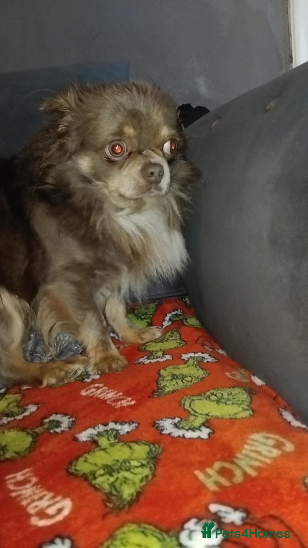 Chihuahua dogs for sale: Kc blue Chihuahua  - Advert 2