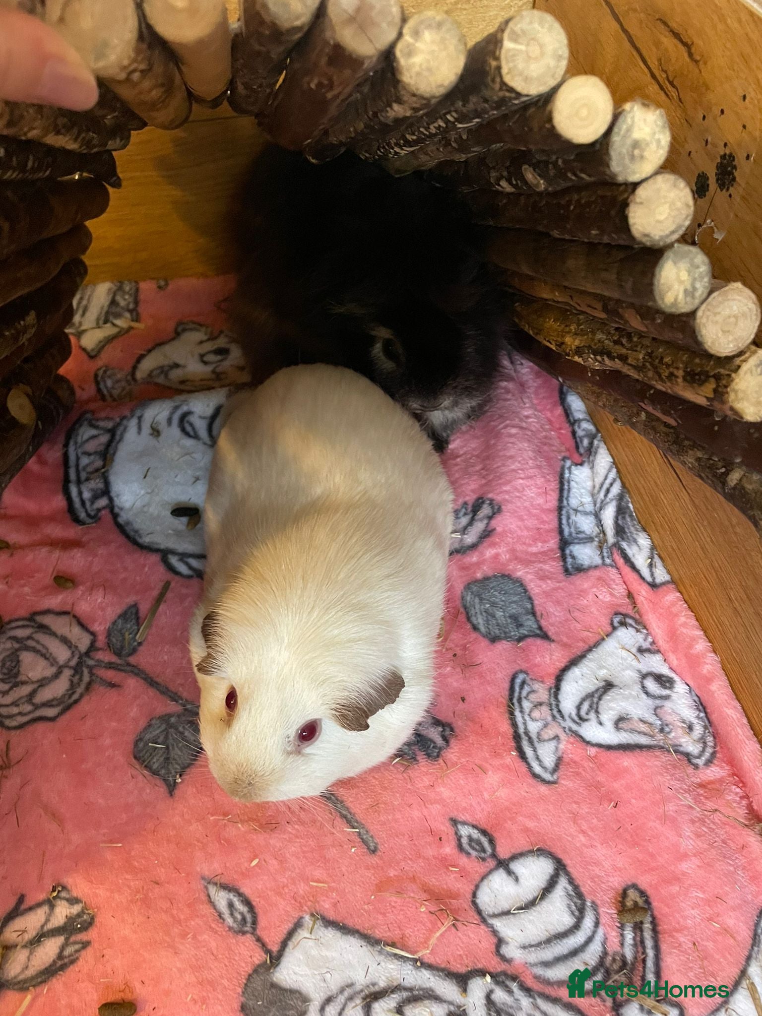 Guinea Pig rodents Female guinea pigs  - Advert 5