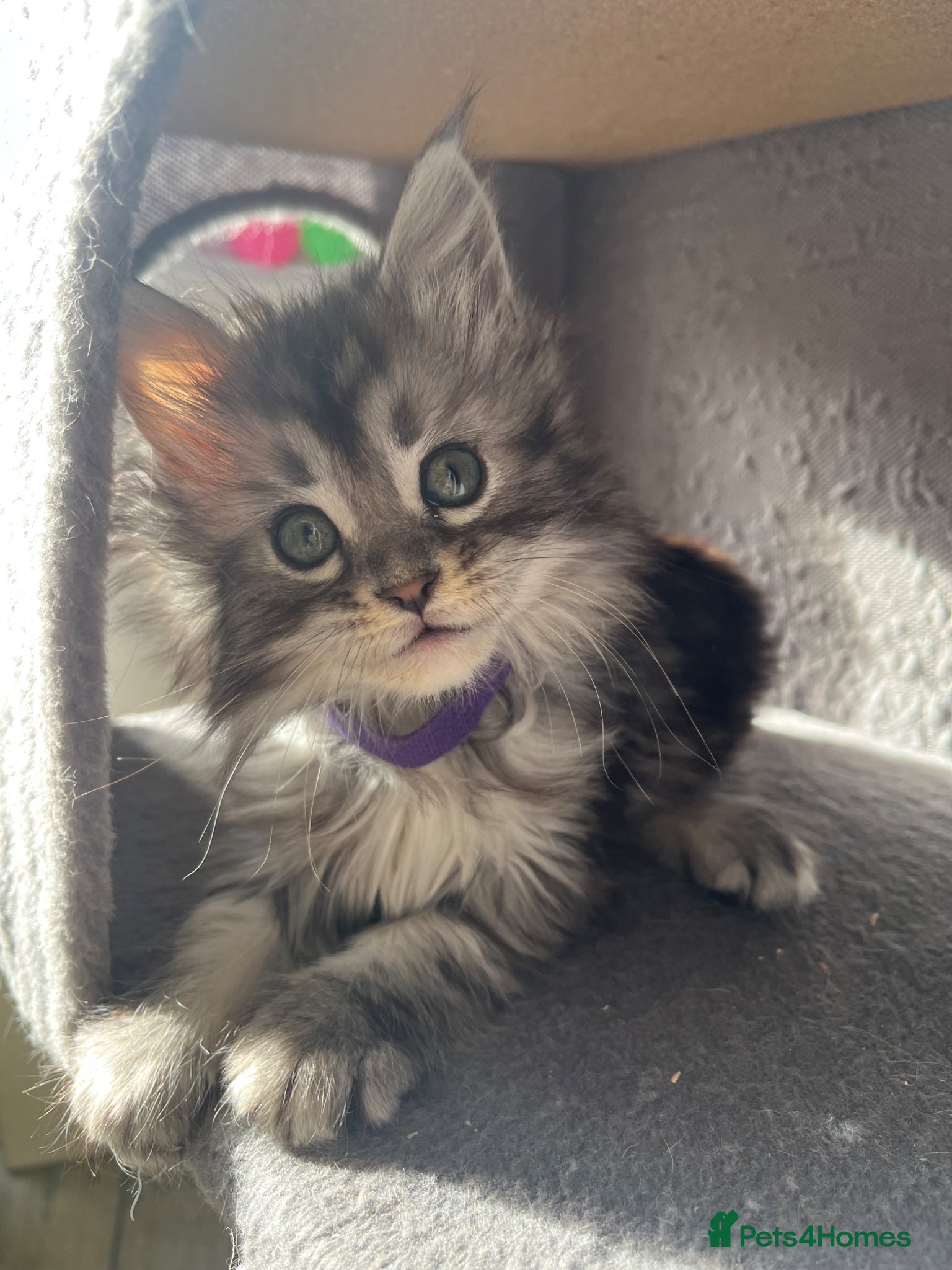 Maine Coon cats Maine coon kittens  - Advert 11