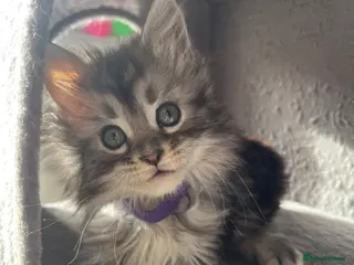 Maine Coon cats Maine coon kittens - Advert 11