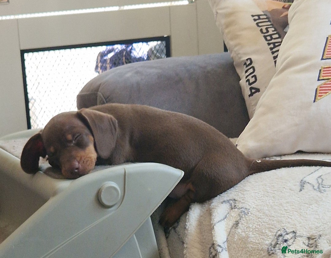 Miniature Dachshund dogs for sale: Chocolate & Red Mini Daxies - Image 28