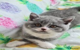 British Shorthair cats for sale: 4 PEDIGREE kittens READY TO GO! 2 LEFT - Image 8