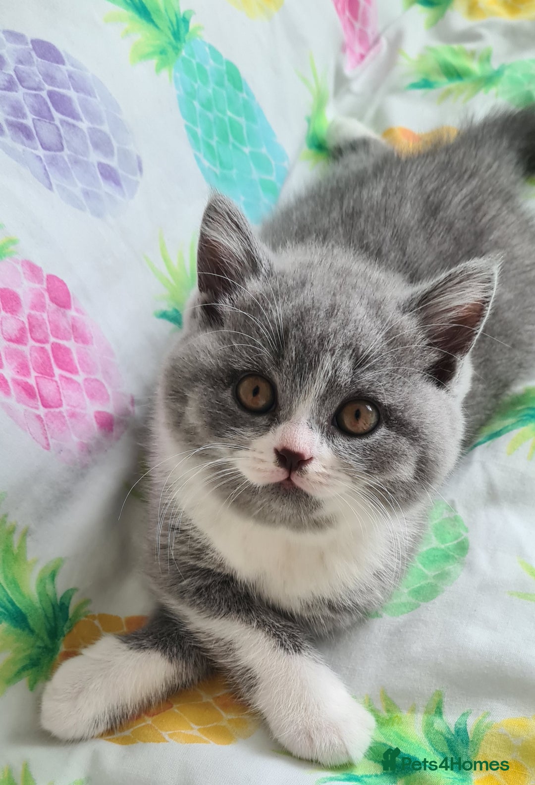 British Shorthair cats for sale: 4 PEDIGREE kittens READY TO GO! 2 LEFT - Image 8