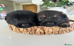 German Shepherd dogs for sale: Outstanding KC Working Line German Shepherd Pups - Image 1