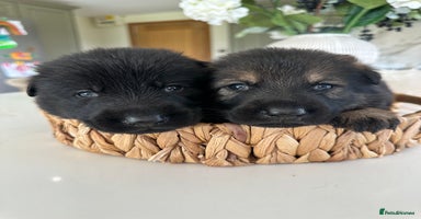 German Shepherd dogs - Advert 9