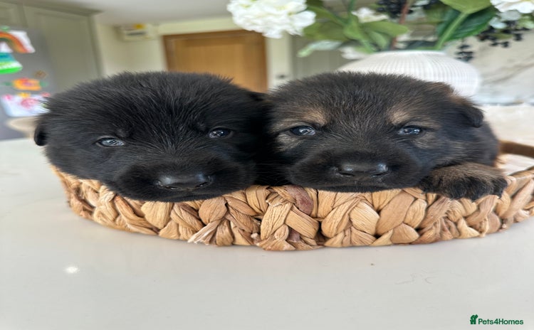 German Shepherd dogs - Advert 4