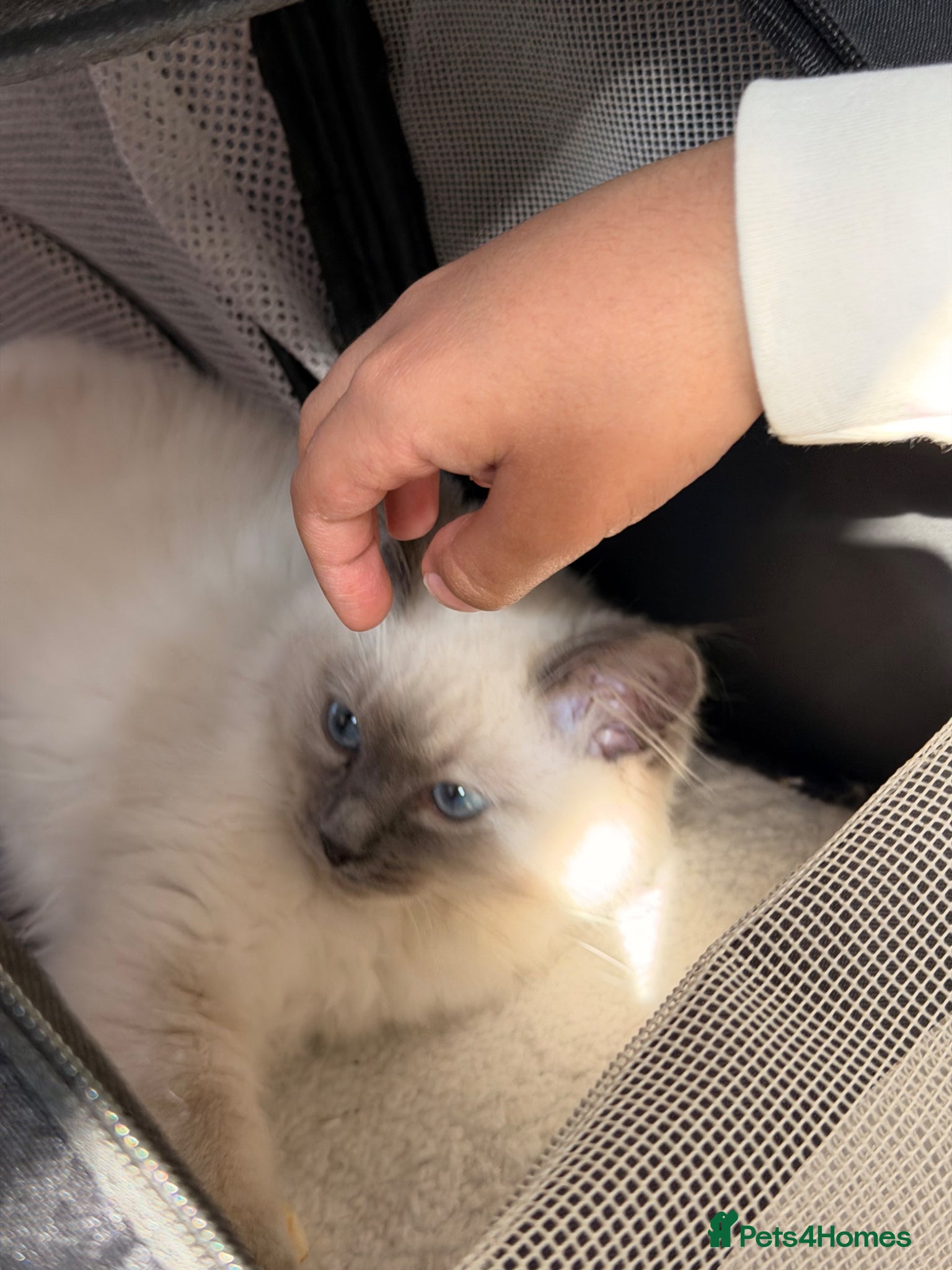 Ragdoll cats Beautiful Ragdoll Male kitten- microchipped  - Advert 2