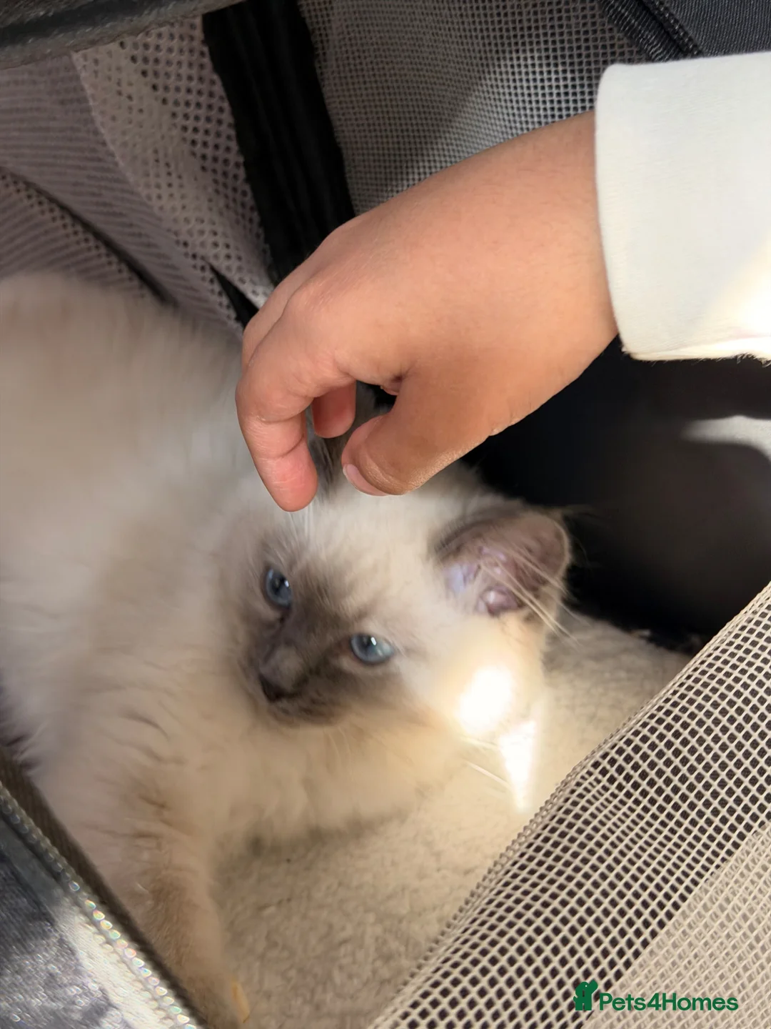 Ragdoll cats for sale: Beautiful Ragdoll Male kitten- microchipped  - Advert 1