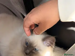 Ragdoll cats Beautiful Ragdoll Male kitten- microchipped - Advert 5