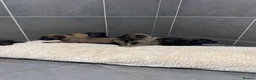 Belgian Shepherd Dog dogs for sale: "READY TO LEAVE" - Advert 6