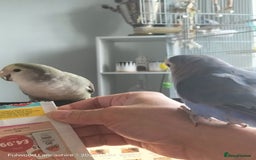 Lovebirds birds for sale: Lovey & Shadow, The Feathered Romeo and Juliet - Image 6