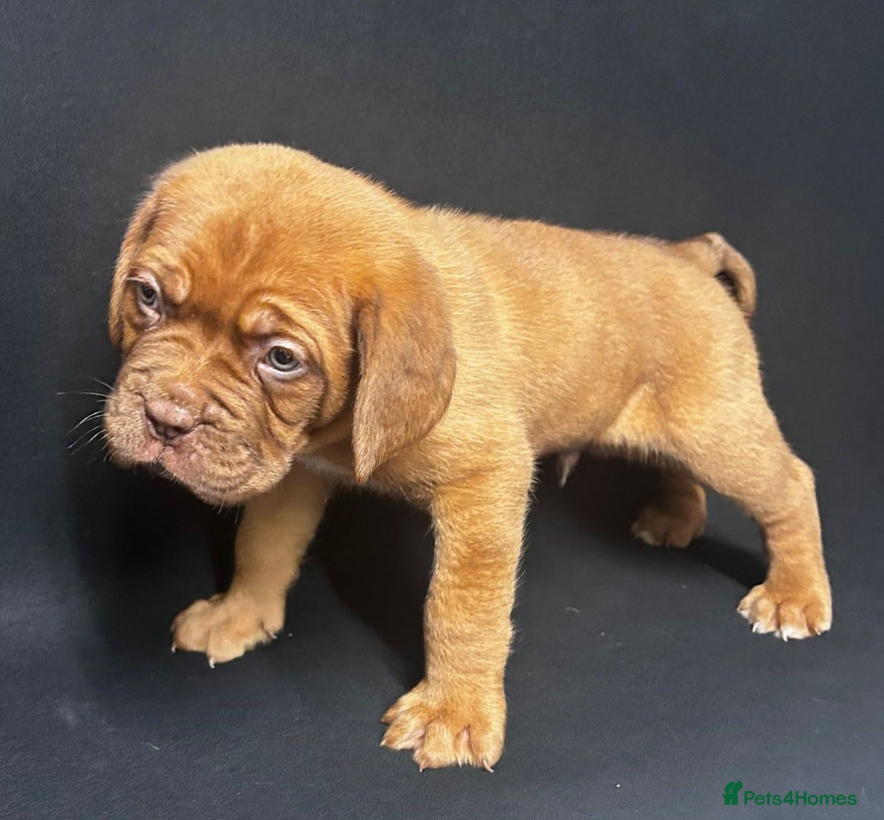 Mastiff dogs Dog De Bordeaux Puppies 2 Boys 3 Girls  - Advert 2
