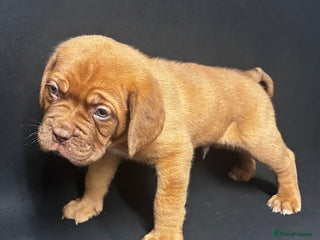 Mastiff dogs Dog De Bordeaux Puppies 2 Boys 3 Girls - Advert 2