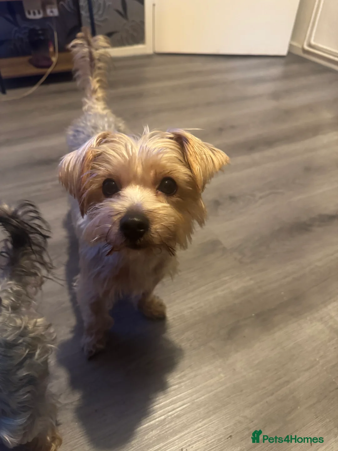 Yorkshire Terrier dogs for sale: Very small Female Yorkshire Terrier - Advert 7