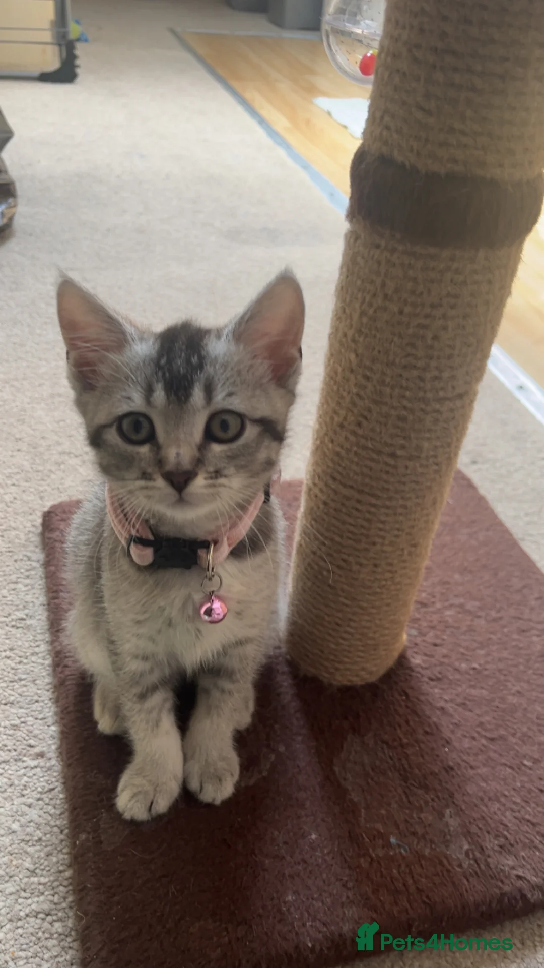Mixed Breed cats for sale: Ragdoll X British Short Hair - Advert 2